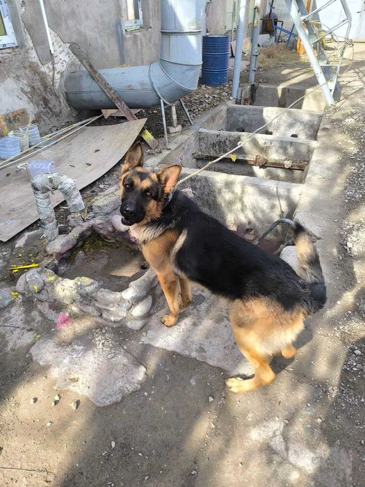 Продаются щенки город Ташкент Ташкентская область