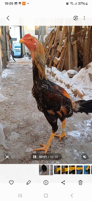 Петуха декана продам