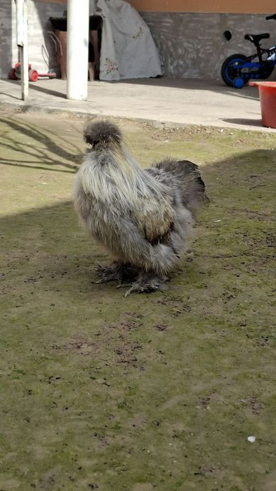 шолк хўроз сотилади