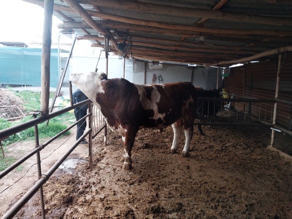 Qoramol sotiladi buqalar Сментал/Ангус/Авликол/