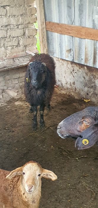 Qirgiziston qoylari sotiladi