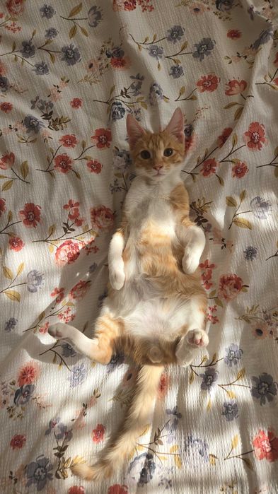 В добрые руки кошки