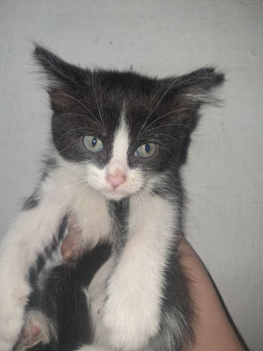 Отдам котят в добрые руки!