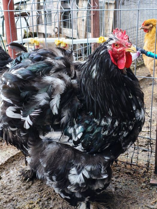 Ouă Cochinchina uriaș pentru incubat