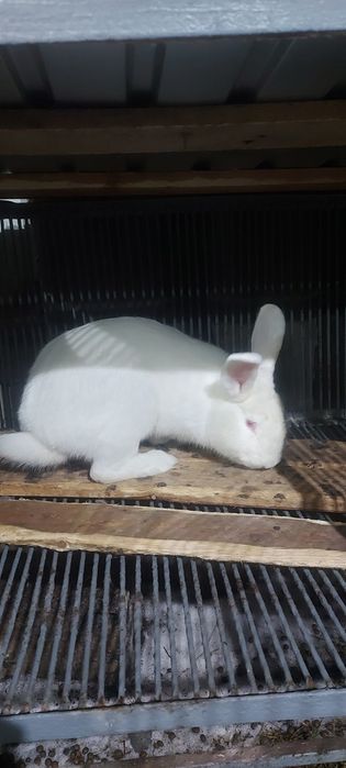 Продам кроликов .