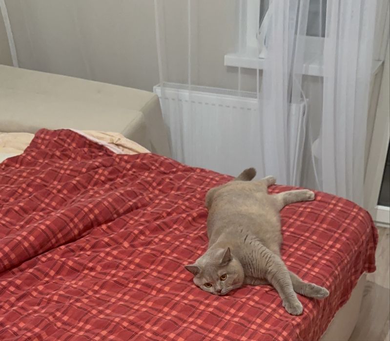 отдам кошку в добрые руки