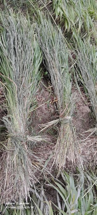 Quva tumanida mayda Juvari poya ,sotiladi