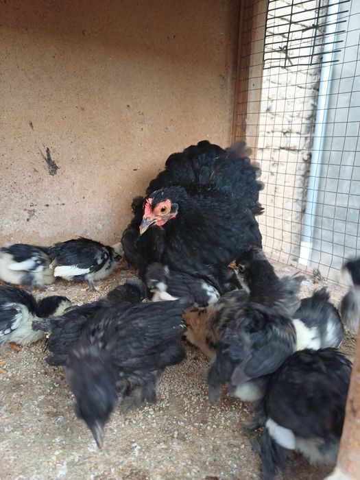 Япон чойнак товук