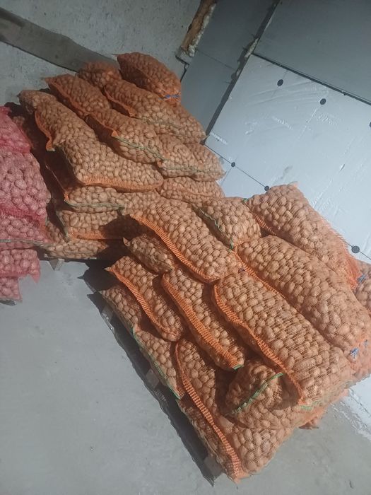 Cartofi sământa Alb si Rosu