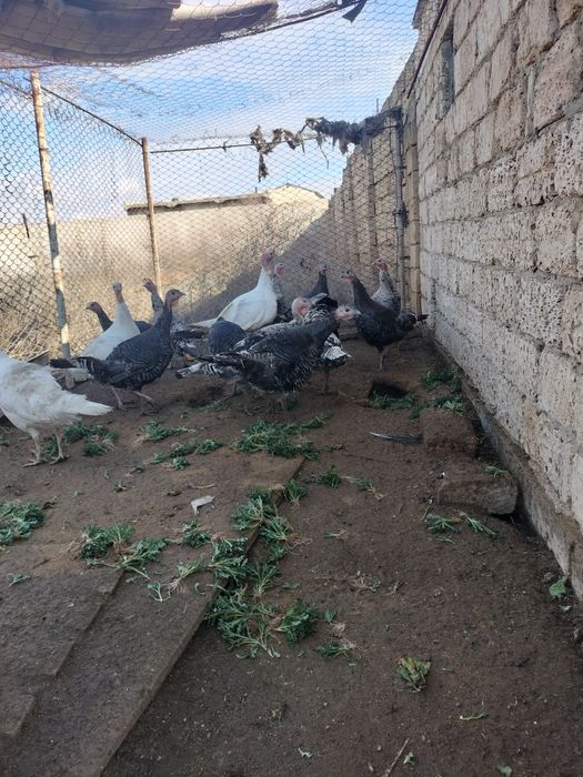 Продам взрослых индюков