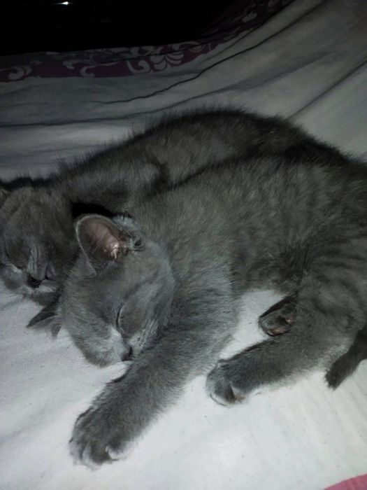 Британская короткошерстная кошка