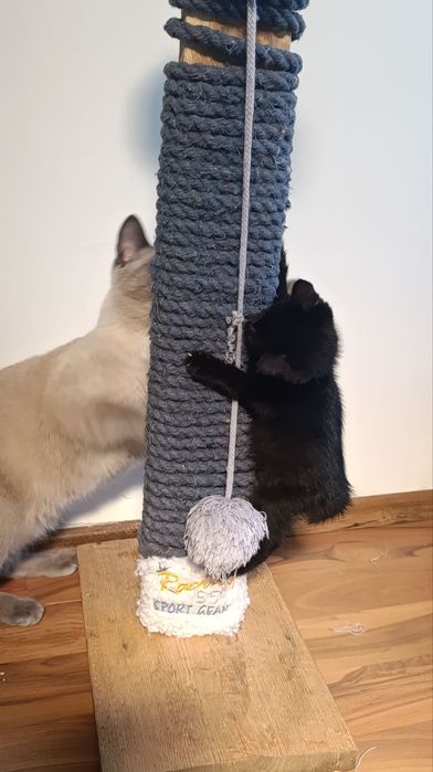 Чёрный котёнок — отдам даром в добрые руки!
Малышу 1 месяц.
Он ласковы