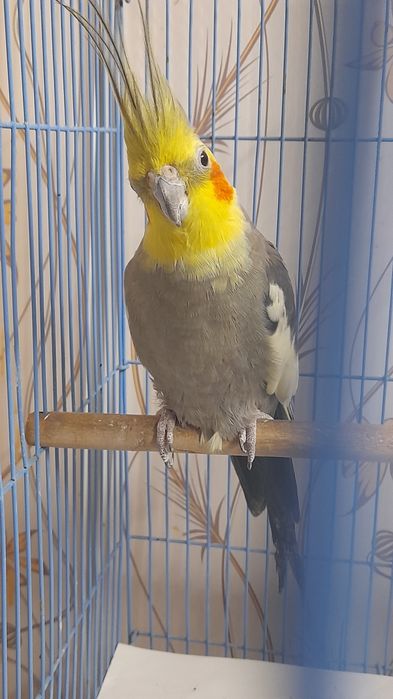 Корелла самец с клеткой