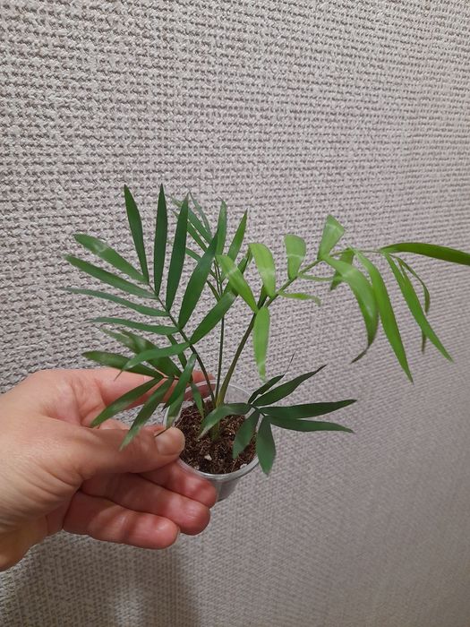 Продам Алоказия Бомбино