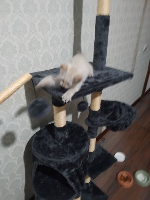 Котенок с домиком