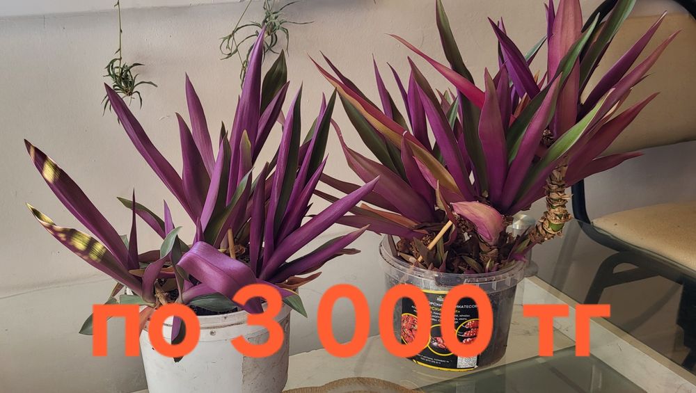 Продам комнатные цветы