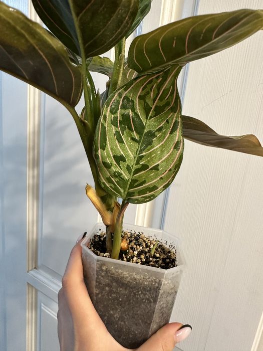 Аглаонема Ред Арми Red Army