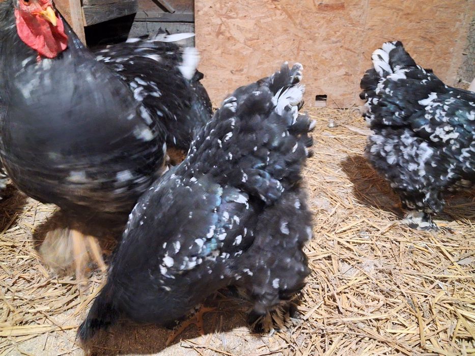 Vand oua incubatie brahma.bobat