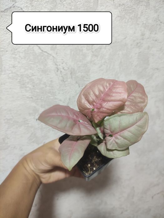 Черенки комнатных растений