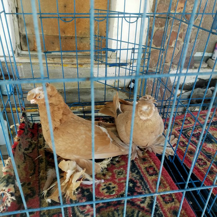 Продаются узбекские, двухчубые голуби