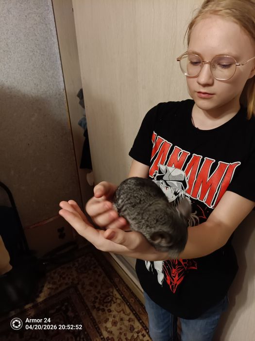 Продам шиншилу  девочку