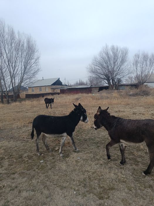 Срочно Продаю 2ешака
