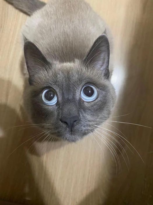 отдам кота в хорошие руки