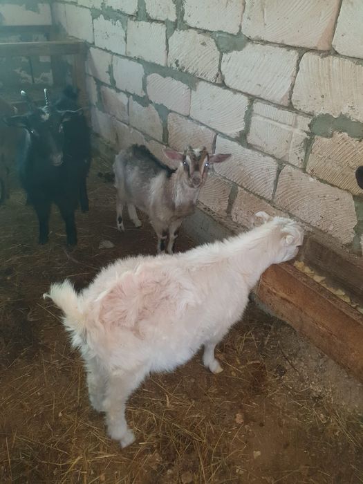 Продам коз разной породы