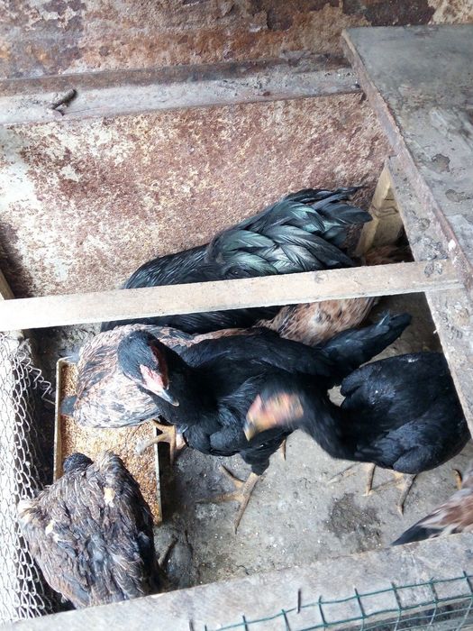 Продам молодых курей породы дакан корея