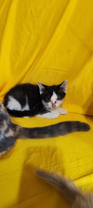 Котята бесплатно