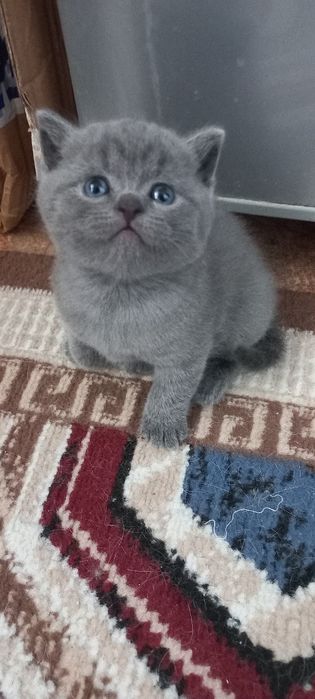 Британские котята родились 18 февраля 2026г