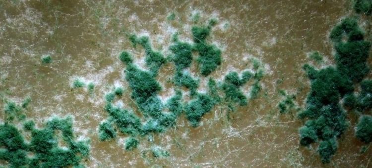 Дерозал Евро