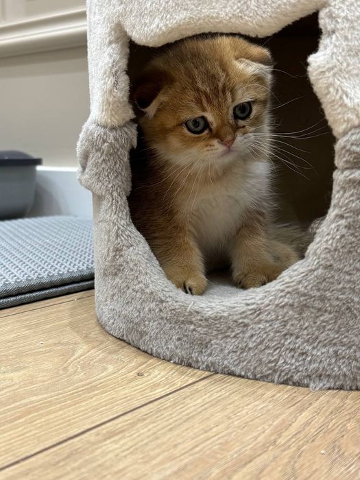 Кот.     кот        кот