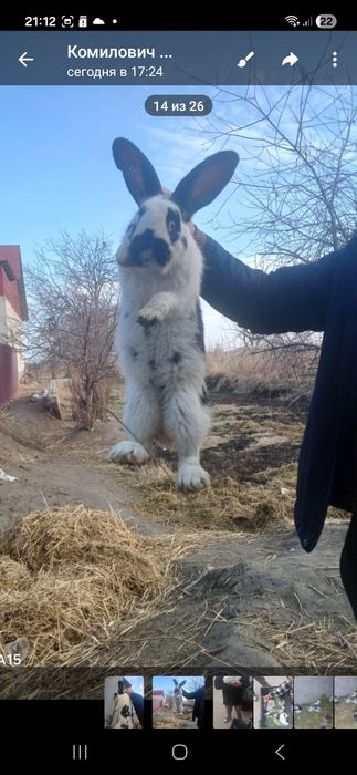 Срикач куён боласи 8та сотилади