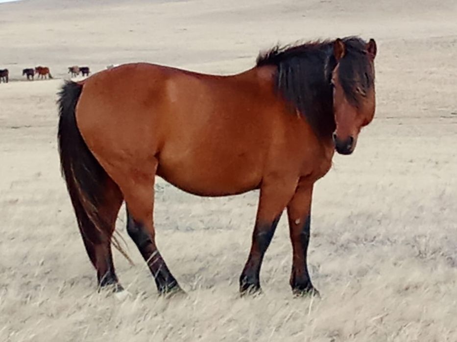 Айғыр сатылады .