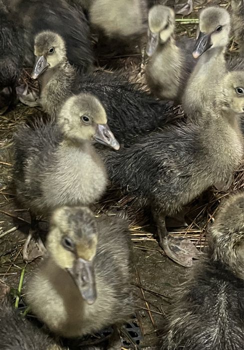 Қаз балапандары ірі қоңыр