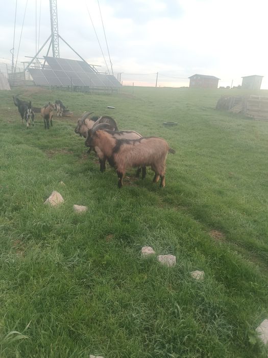 Vând țapi de 16 luni de ținut sau tăiat.