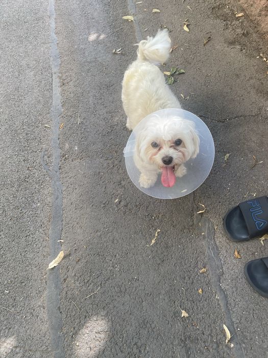 Vand bichon de rasa