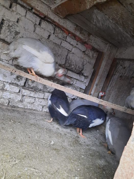 Vând bibiloi tineri