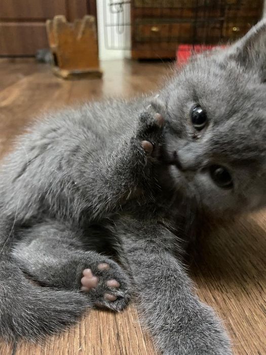 Британские котята