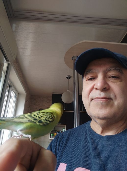 Говорящий Ручной волнистый попугайчик ТОША чик