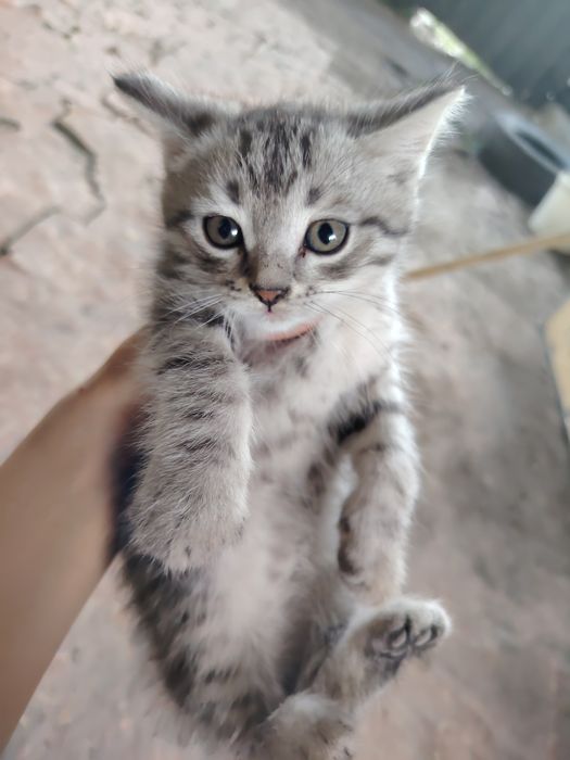 Отдам котят мальчиков в добрые руки