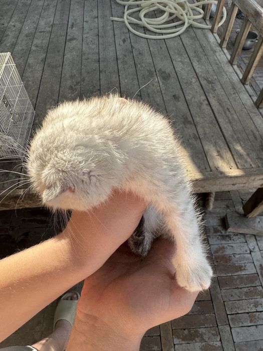 Котята