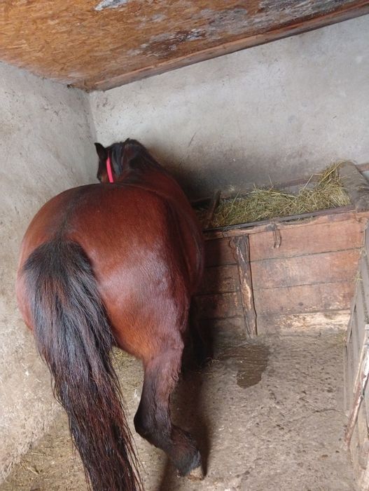 Vând iapă foarte cuminte