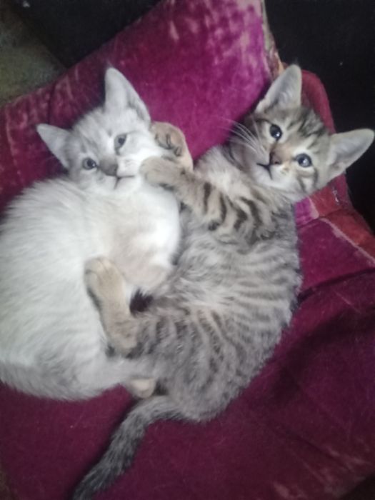 Отдам котят в добрые руки
