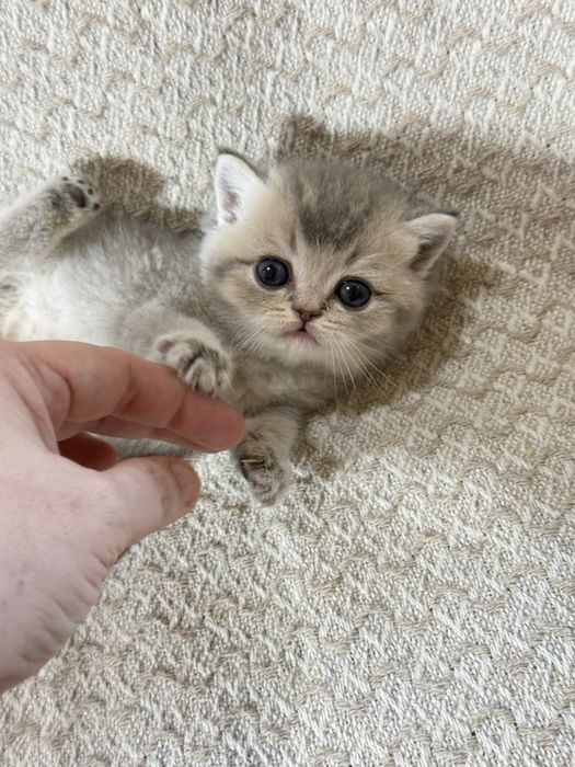 Вязка кот Мираж британец шиншилла