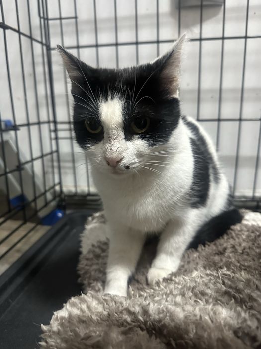 Alunita isi cauta casuta