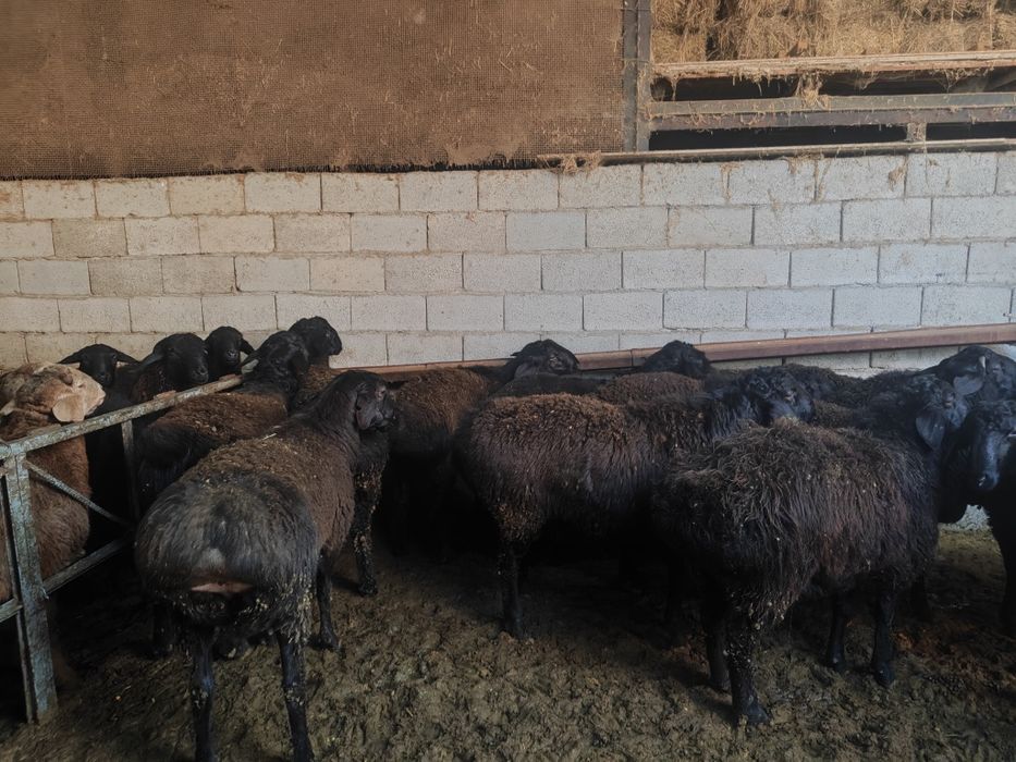 Кучкорлар сотилади