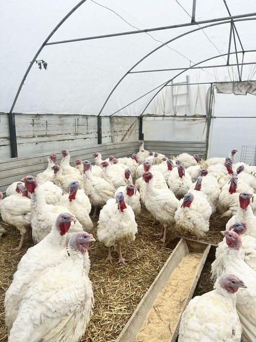 Curcani Albi de carne