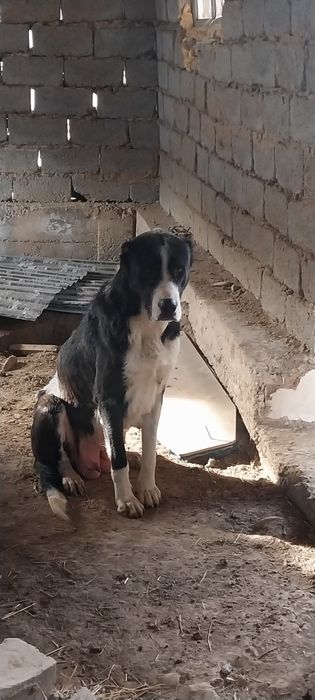 Жаксы итын кушыктеры